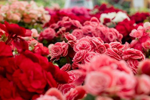 benefits of Dry Roses