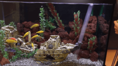 Clean Aquarium Gravel