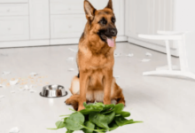 Can dogs eat Spinach
