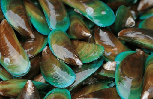 Green Shelled Mussels