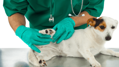Dog Joint Disorders