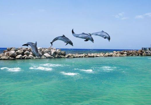 Discovering the Enchanting Wonders of Dolphin Cove: A Tropical Paradise Unveiled