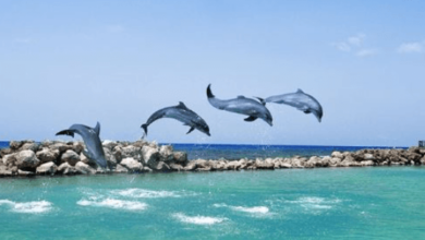 Unveiling the Ultimate Jamaica All-Inclusive Experience at Dolphin Cove