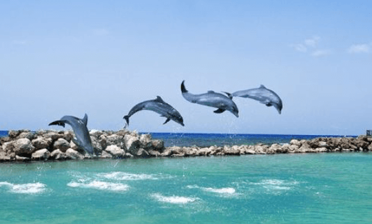 Unveiling the Ultimate Jamaica All-Inclusive Experience at Dolphin Cove