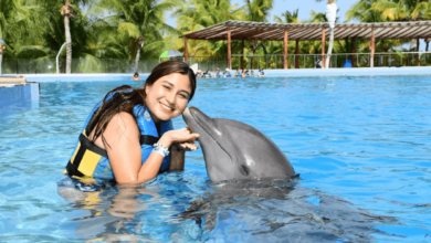 travel plan. Swimming with dolphins