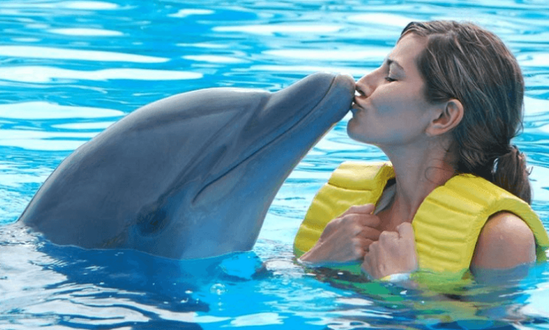 Dolphin Swims in Cancun