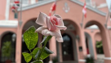 The Fragrant History of Bermuda Roses in Hamilton