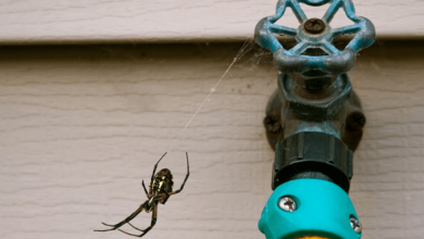 Wave Goodbye to Spiders With These Tips!