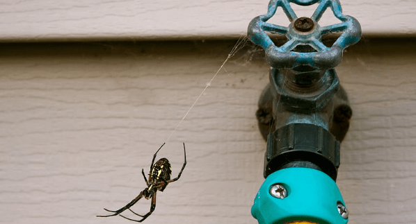 Wave Goodbye to Spiders With These Tips!