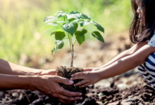 Planting Trees: A Meaningful Way To Remember Loved Ones