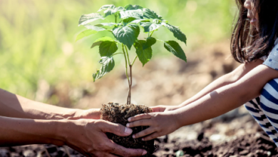 Planting Trees: A Meaningful Way To Remember Loved Ones