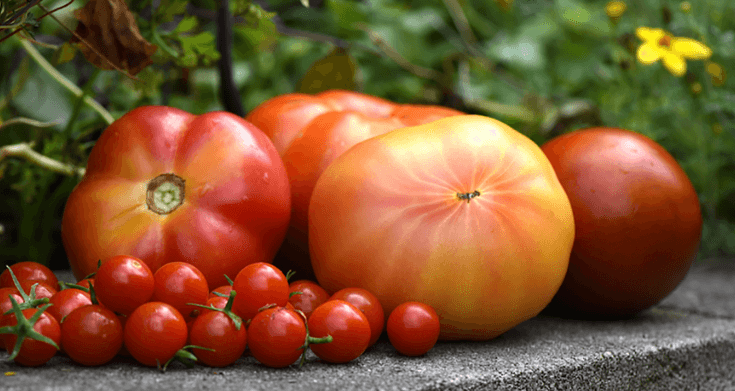 Own Tomatoes
