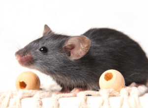 Mouse Menace: Understanding the Rodent's Behaviour for Better Control