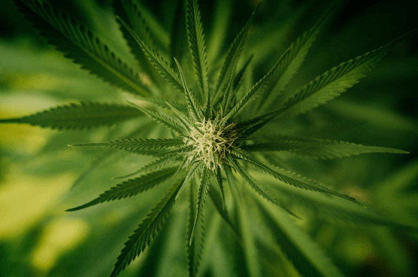 Transform Your Lifestyle with Cannabis Insights