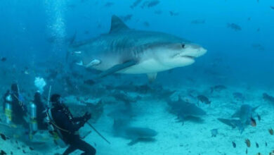 Discover Paradise Beneath the Waves: The Ultimate Fiji Scuba Resort Experience