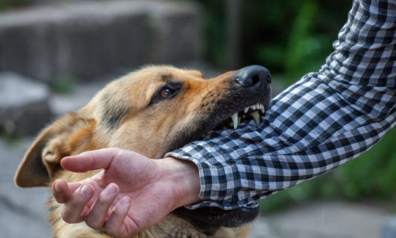 What Your Case Can Gain From A Dog Bite Attorney?