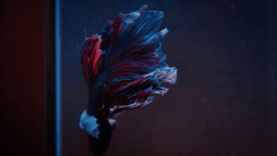 Understanding the Unique Beauty of Betta Fish with Oversized Fins