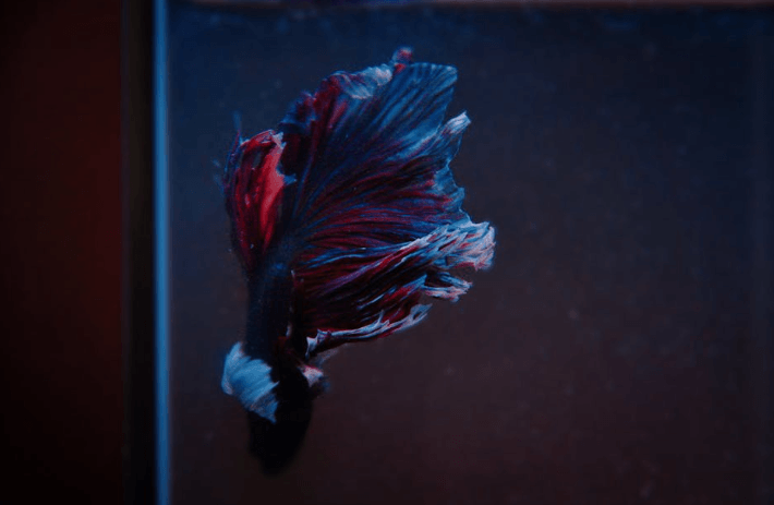 Understanding the Unique Beauty of Betta Fish with Oversized Fins